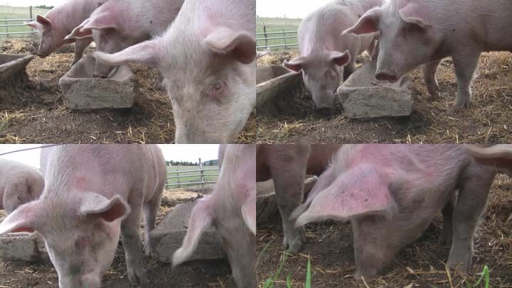 在马厩里，咕噜咕噜的猪在饲料槽和地板上寻找食物。