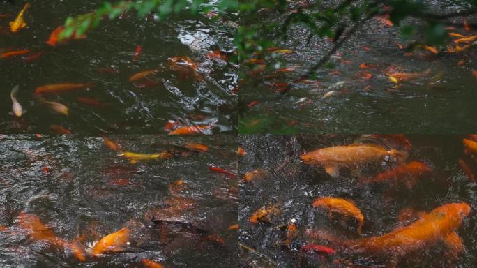 江南雨季中式园林鱼池红鱼升格空镜