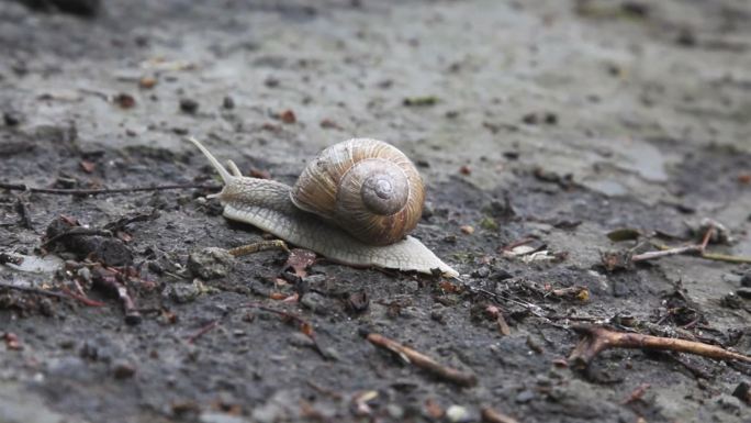 蜗牛在地上爬行，时间流逝