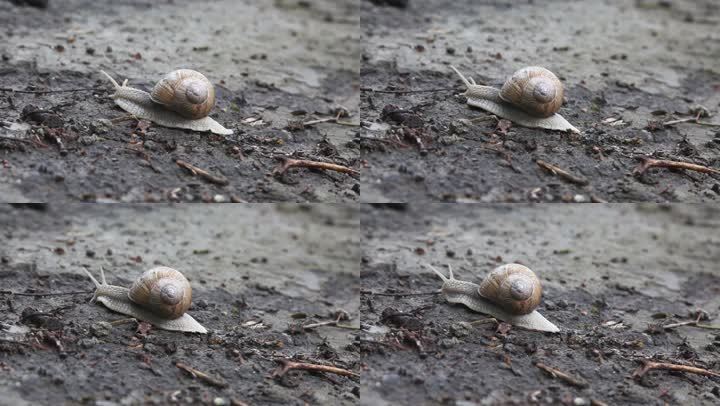 蜗牛在地上爬行，时间流逝