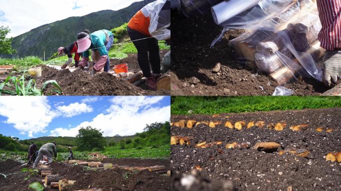 中药茯苓种植实拍素材