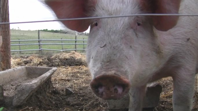 一头吱吱叫的猪出现在马厩里，在背景中你可以看到空的喂食槽。