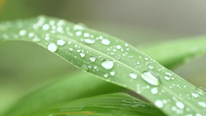 雨后初晴嫩绿的小草上露珠