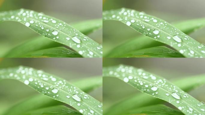 雨后初晴嫩绿的小草上露珠