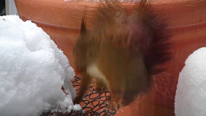 松鼠在冬天吃了一个坚果