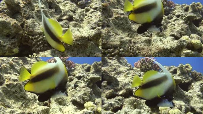 珊瑚礁中的红海三角鱼