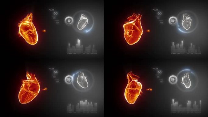 人体心脏脉搏图