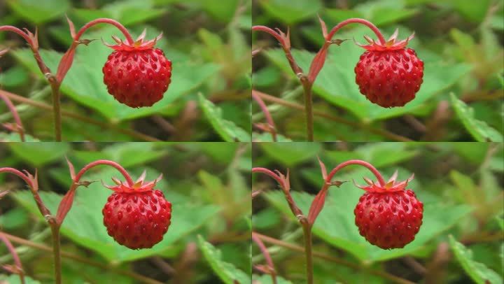 野生浆果、野生草莓