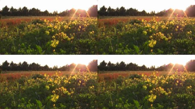 夕阳下盛开鲜花的田野