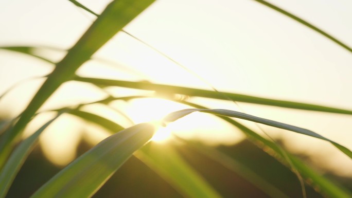 逆光树林夏至植物叶子4k