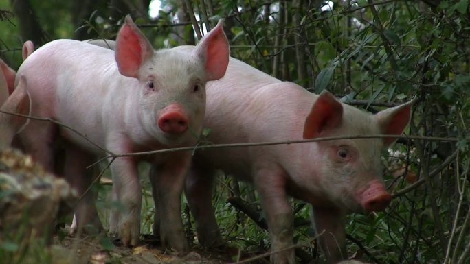 自然界中的一群小猪，家猪，带小猪的猪