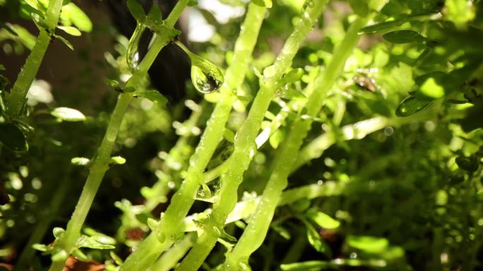 阳光小草 细雨绵绵 12