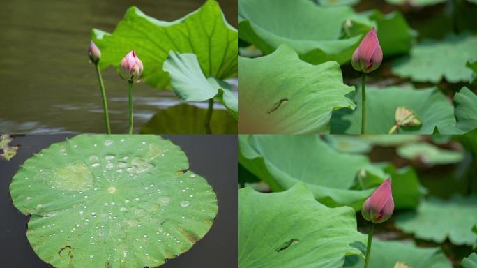 荷花实拍