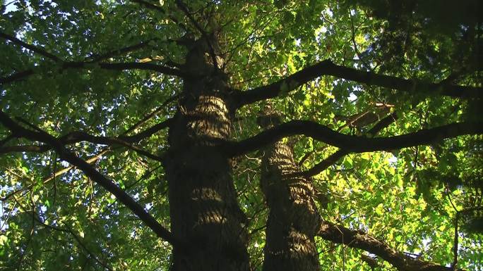 具有颜色效果的橡树-在阳光下生长的橡树，白天到黑夜都长满了绿色。