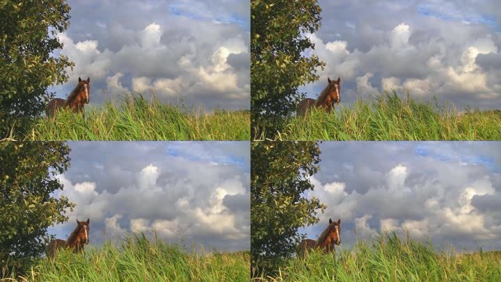 牧场上的马对着云天