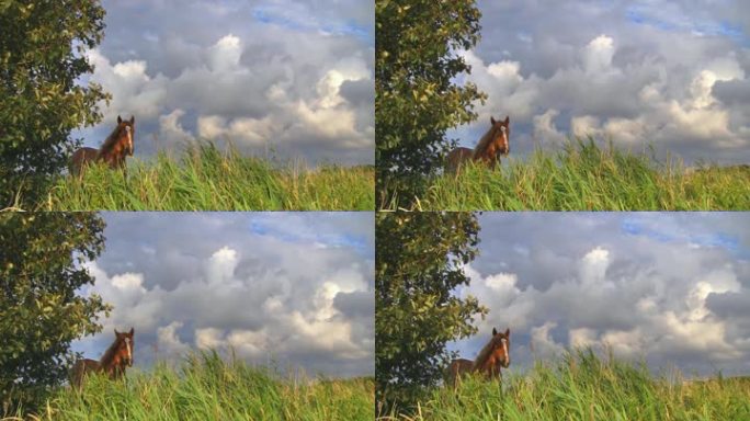 牧场上的马对着云天