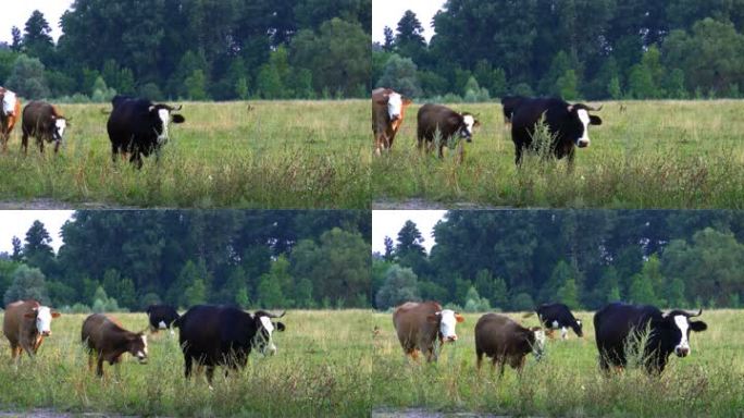 奶牛从牧场回家。