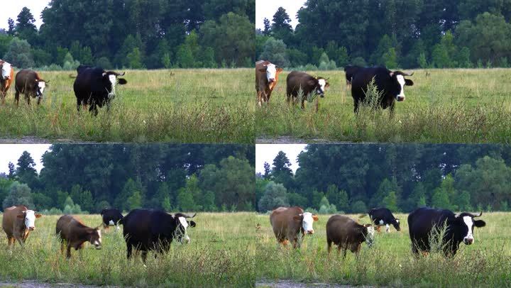 奶牛从牧场回家。