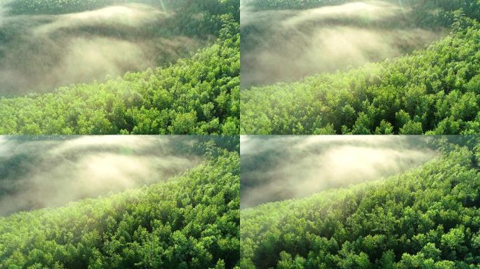 航拍阳光树林晨雾