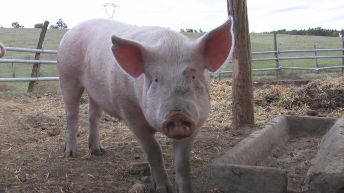 图中，一头猪在马厩里寻找食物，并发出一点吱吱声。