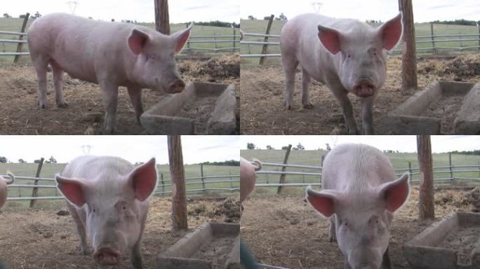 图中，一头猪在马厩里寻找食物，并发出一点吱吱声。