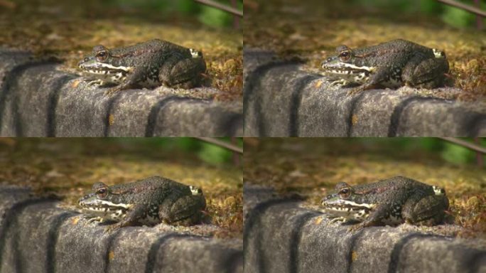 石头上的青蛙