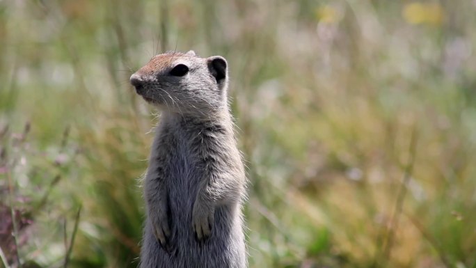 优胜美地国家公园3张土拨鼠照片的蒙太奇