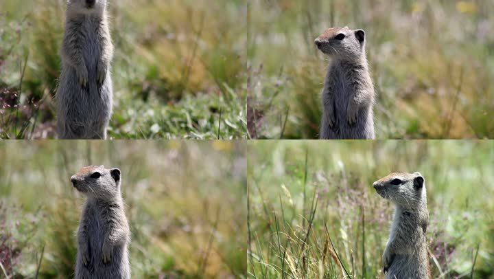 优胜美地国家公园3张土拨鼠照片的蒙太奇