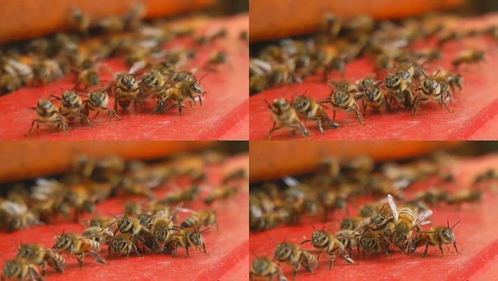 蜜蜂围成一个圈。