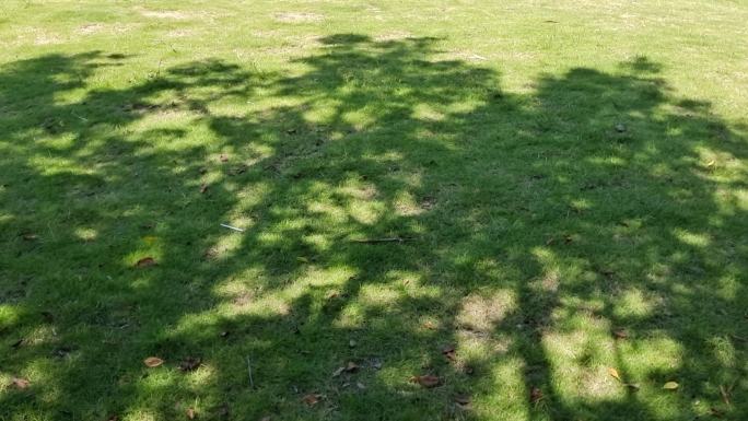 夏季阳光灿烂绿树树荫下的影子树荫树影投影