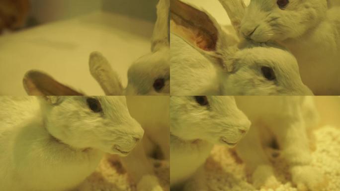 兔子白兔宠物兔标本模型