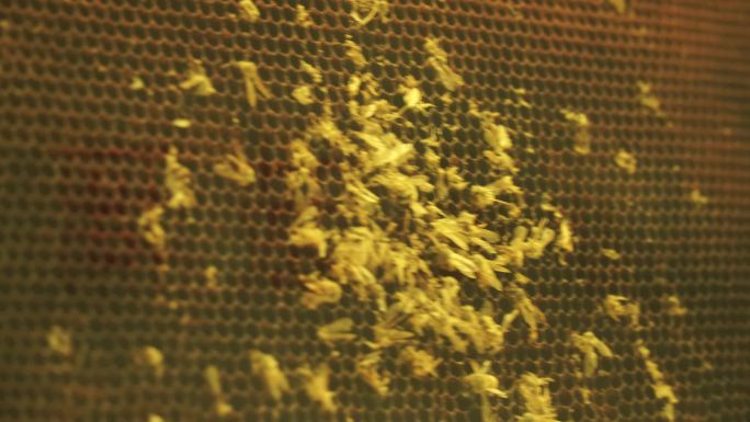 蜂窝蜂巢蜜蜂养蜂胡峰马蜂巢穴