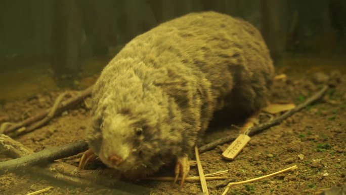 仓鼠田鼠鼹鼠老鼠鼠疫鼠害