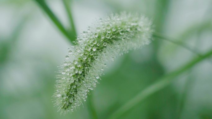 雨中带水珠的野草狗尾巴草