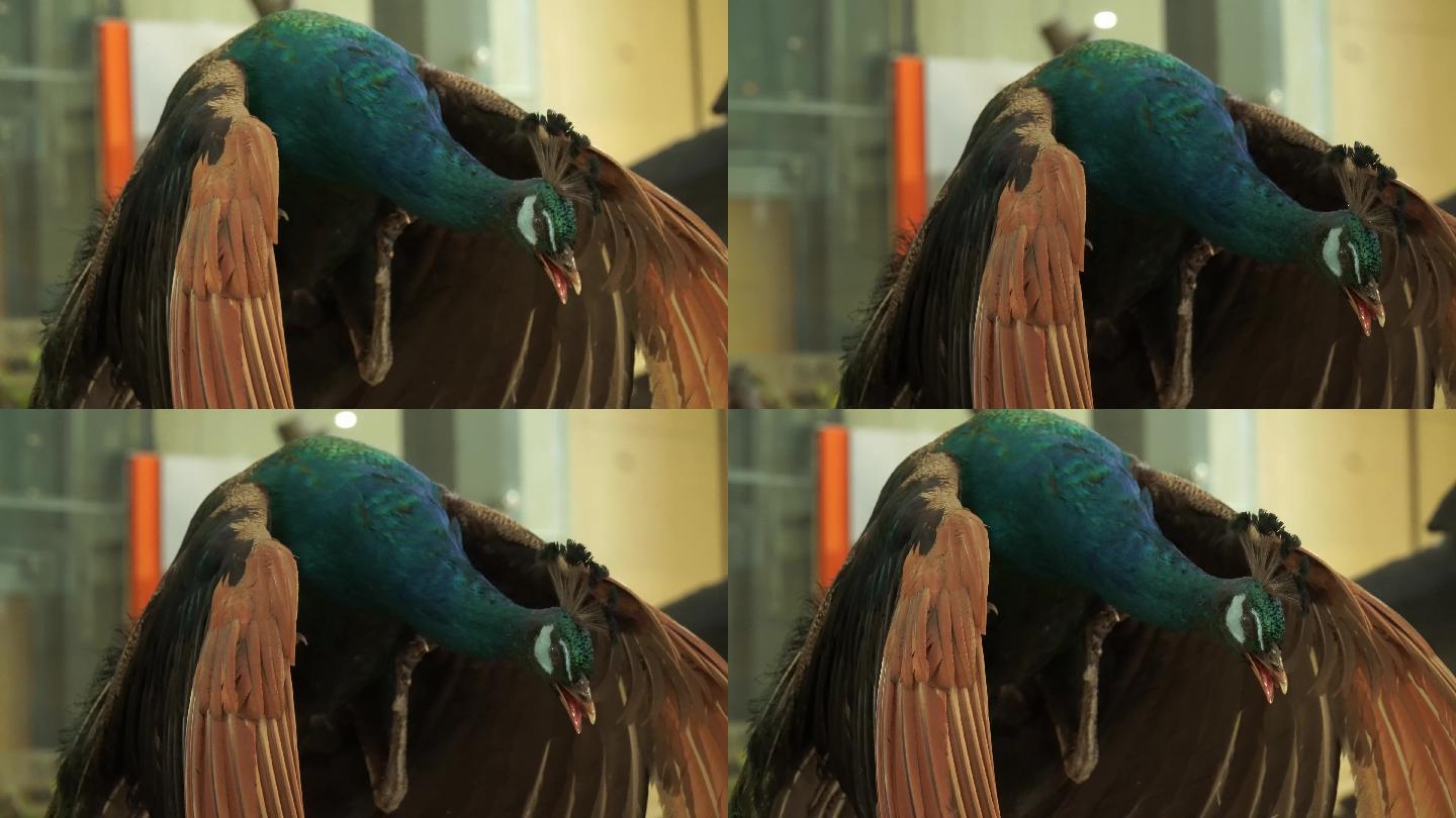 蓝孔雀绿孔雀标本模型