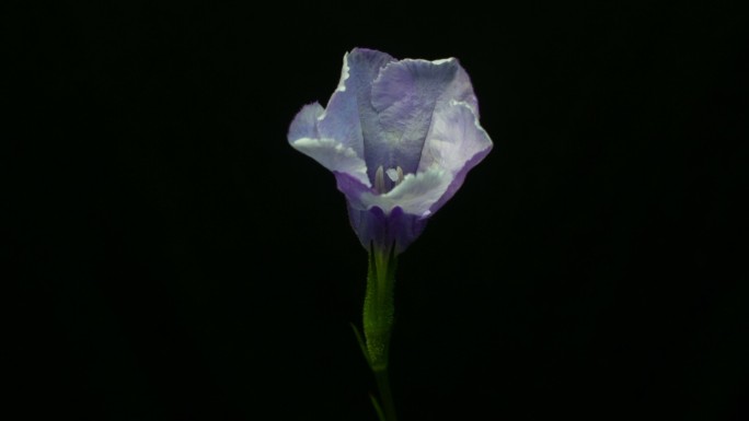紫茉莉开花延时
