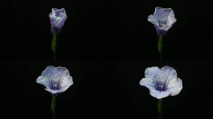 紫茉莉开花延时