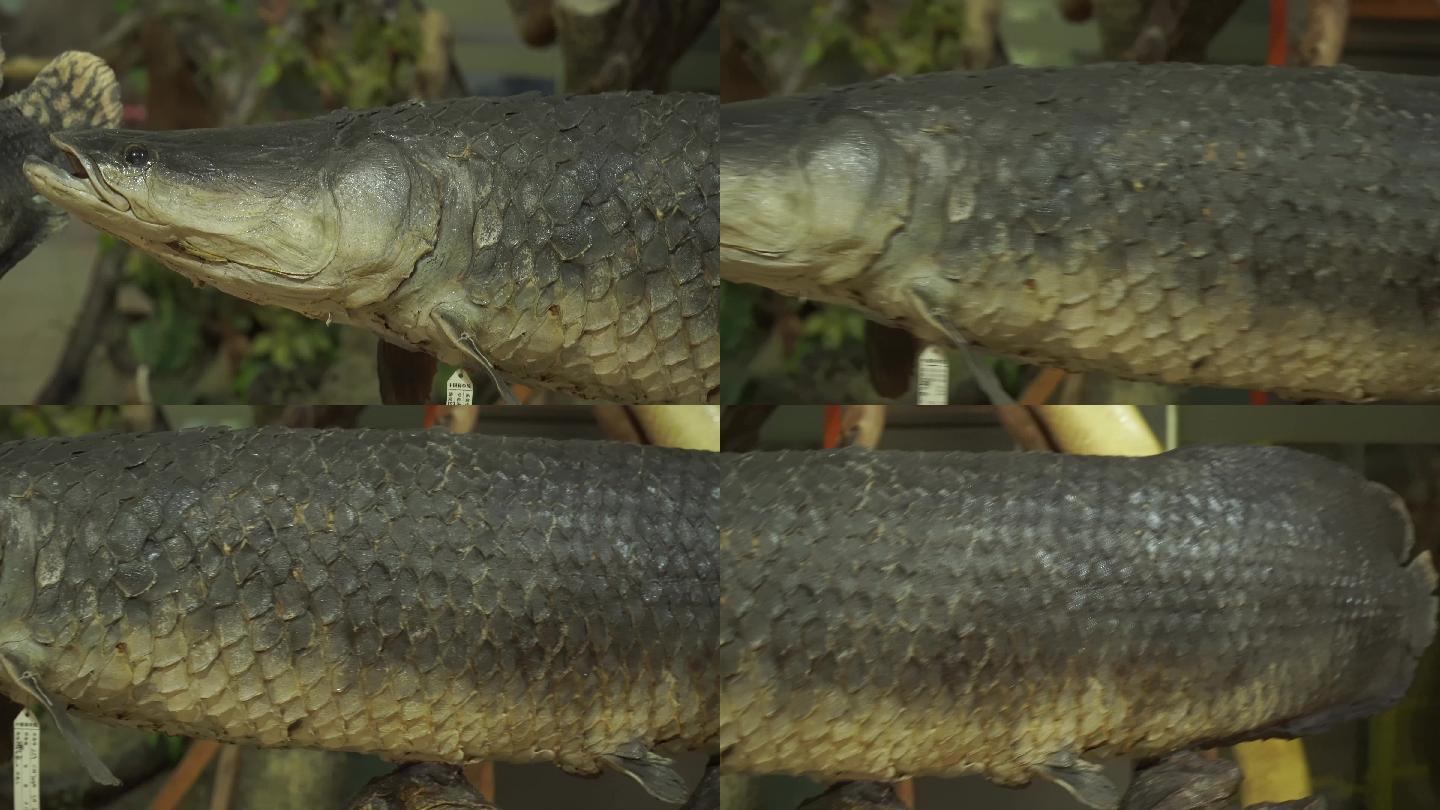 巨骨舌鱼动物鱼类标本