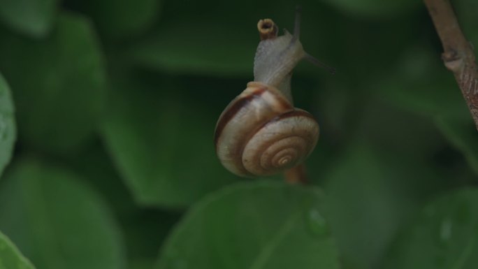 雨后蜗牛