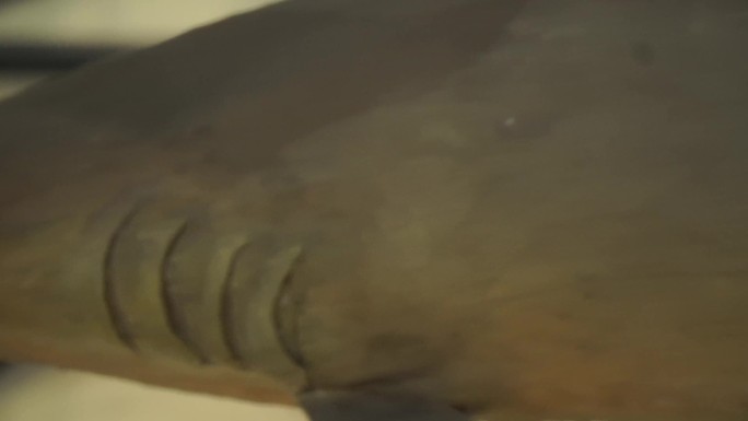 深海鲨鱼鲸鱼海洋生物模型