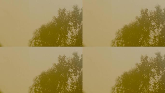 「有版权」原创墙面树影婆娑唯美空镜4K