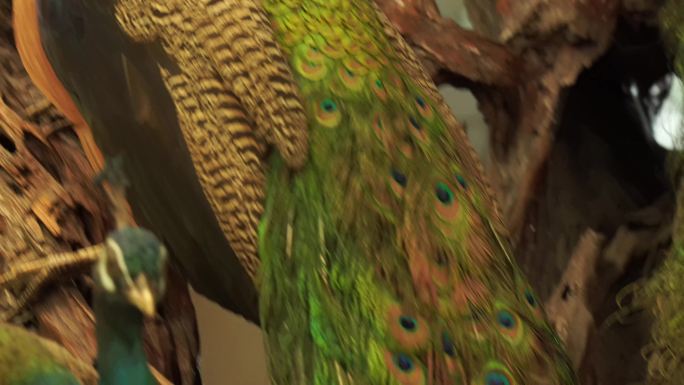 孔雀绿孔雀白孔雀羽毛翎羽标本