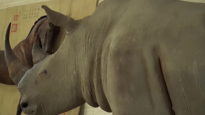 非洲保护动物白犀牛标本模型