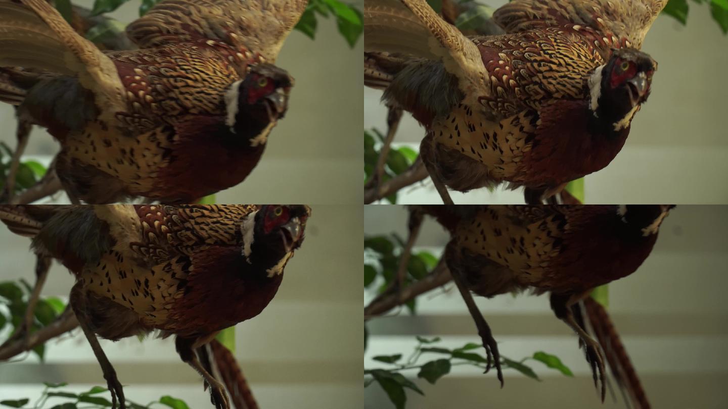 红腹锦鸡观赏鸟类标本模型