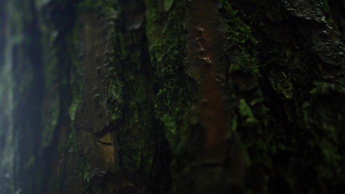 森林树林生态自然秘境树干树皮沧桑时间