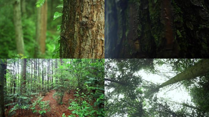 森林树林生态自然秘境树干树皮沧桑时间