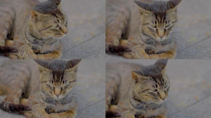 「有版权」原创慵懒的猫咪4K