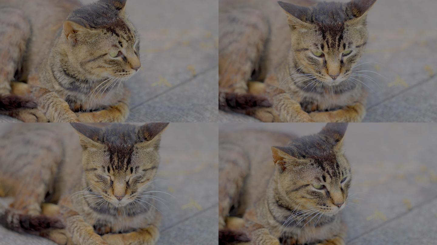 「有版权」原创慵懒的猫咪4K