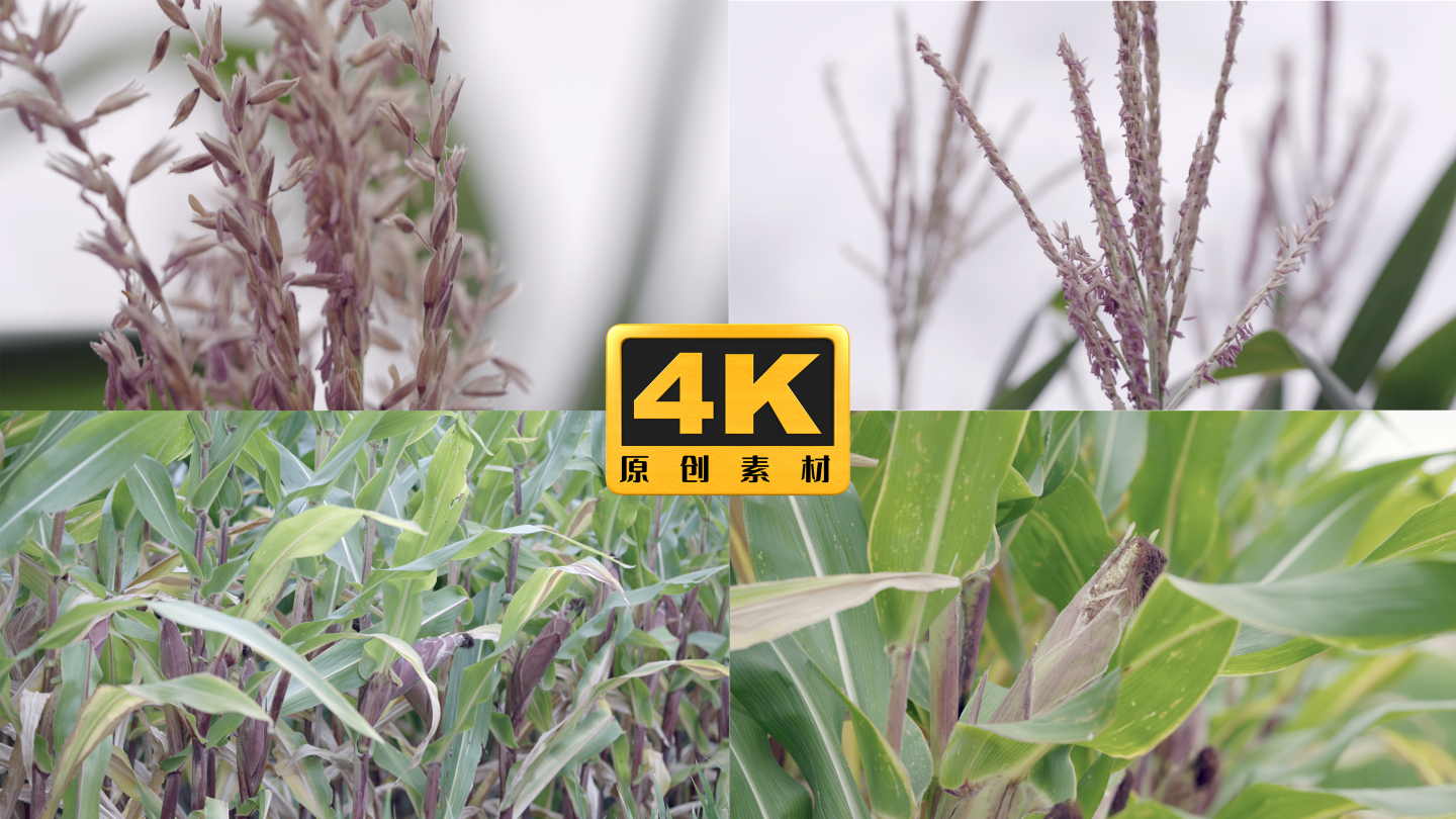 4K-玉米种植，玉米地，苞谷地，玉米实拍