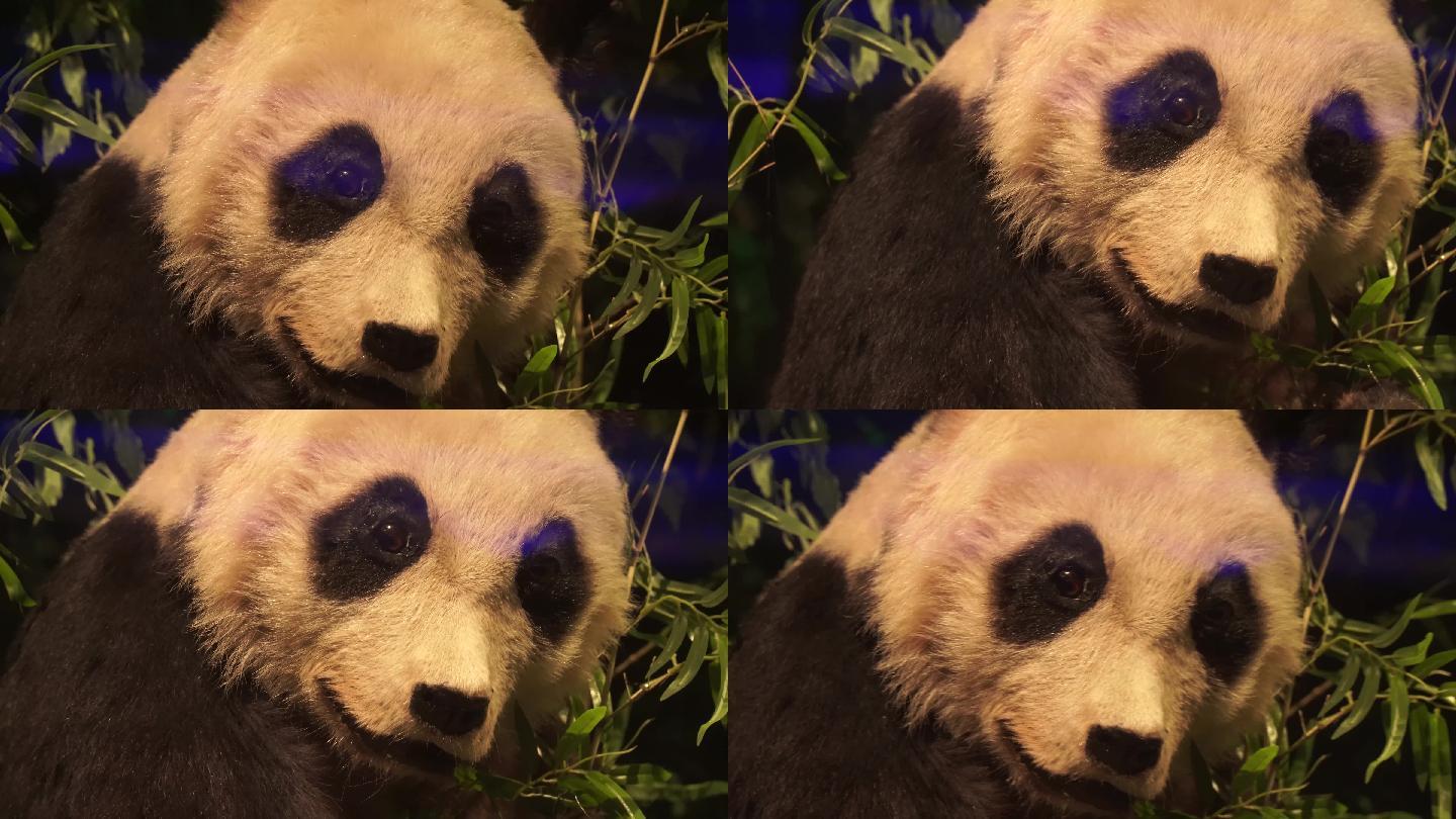 熊猫国宝四川卧龙标本